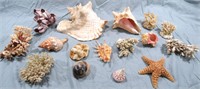 VARIOUS SEA SHELLS & CORRAL LOT