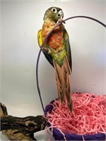 Unsexed-Yellowsided Conure-8-9 Months