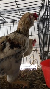 Leg horn/americana cross roosters