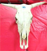 COW SKULL WITH HORNS