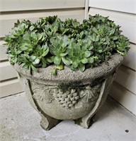 Concrete Planter w/ Real Succulents