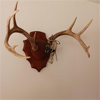 10 Point Buck Wall Antler Mount