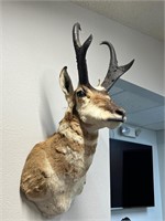 Antelope wall mount