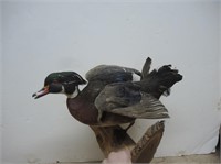 REAL STUFFED DUCK ON TREE PLAQUE-TAXIDERMY MOUNT