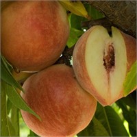 (7) 5/16" Giant Babcock Peach Trees on Lovell Cert