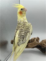 Unsexed-Baby Cockatiel-Handfed, pied