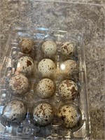 1 Dozen-Hatching Eggs-California Valley Quail