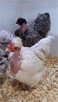 2 Hens-Bantam Naked Neck Chickens