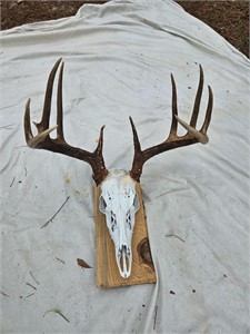 Deer Skull mount