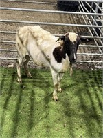 ARBP8220 BROWN WHITE EWE 64# P27