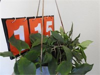 Hoya ( Pseudolittralis) in Hanging Pot