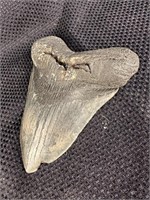 Megalodon shark tooth 4”x6”
