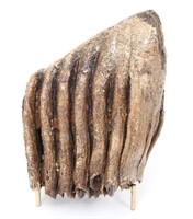 Wonderful Woolly Mammoth Tooth