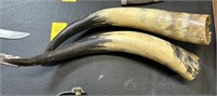 Set of Steer Horns