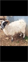 Scottish black ewe exposed to Valais & Babydoll