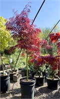 (1) Japanese Maple Red Laceleaf - weeping