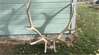 Elk Antlers