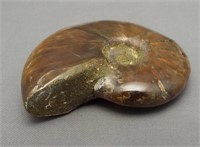 Opal gemstone fossil ammonite.