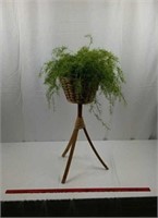 Asparagus fern in woven and wooden plant stand