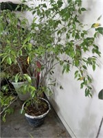Ficus Tree & Planter