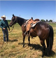 Cowboy - registered QH brown gelding.