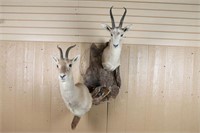 Double Gazelle Shoulder Mount