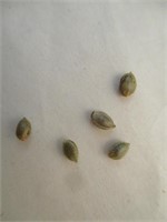 5 semences cannabis White Widow