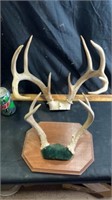 2 sets of deer horns