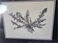 botanical sketch signed, framed