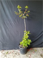 Carolina allspice sweet shrub 4 foot
