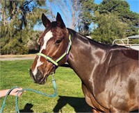 (SA) TOTTIE - THOROUGHBRED MARE