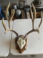 Mule deer antlers
