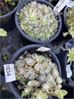 2 lots of 1 ea 1 Gal "Cobweb" Sempervivum