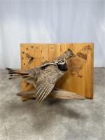 Ruffled grouse full mount with wood clock display