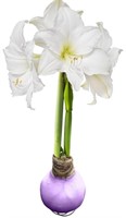 2PCS WAXED AMARYLLIS BULBS