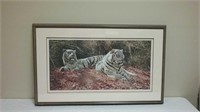 Beautiful White Tigers, Ever Watchful By Anthony