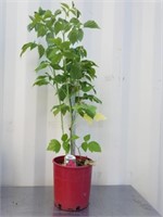 36 plus inch everbearing raspberry plant