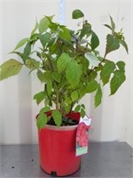 26 in latham raspberry plant