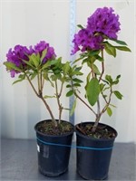 25 and 20-in rhododendron