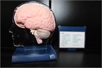 Brain teaching device