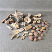 Collection of Fossils Picked From the Sands in
