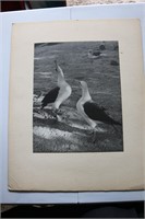 Pair of Seagulls B&W Photo