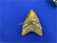 SHARK TOOTH FOSSIL