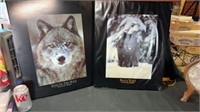 Wolf pictures
