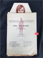 Vintage human anatomy booklet