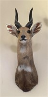 African Cape Bushbuck Taxidermy Shoulder Mount