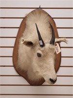 Mountain Goat Shoulder Mount on Wooden Plaque