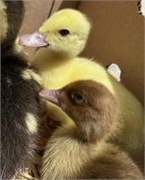 2 Unsexed-Muscovy Ducklings