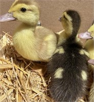 2 Unsexed-Muscovy Ducklings