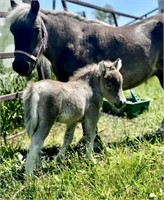 Mare & Filly - Miniature Horse Family